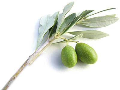 We May Have Trouble Negotiating Arms Reductions, But - Olive Branch (400x301), Png Download
