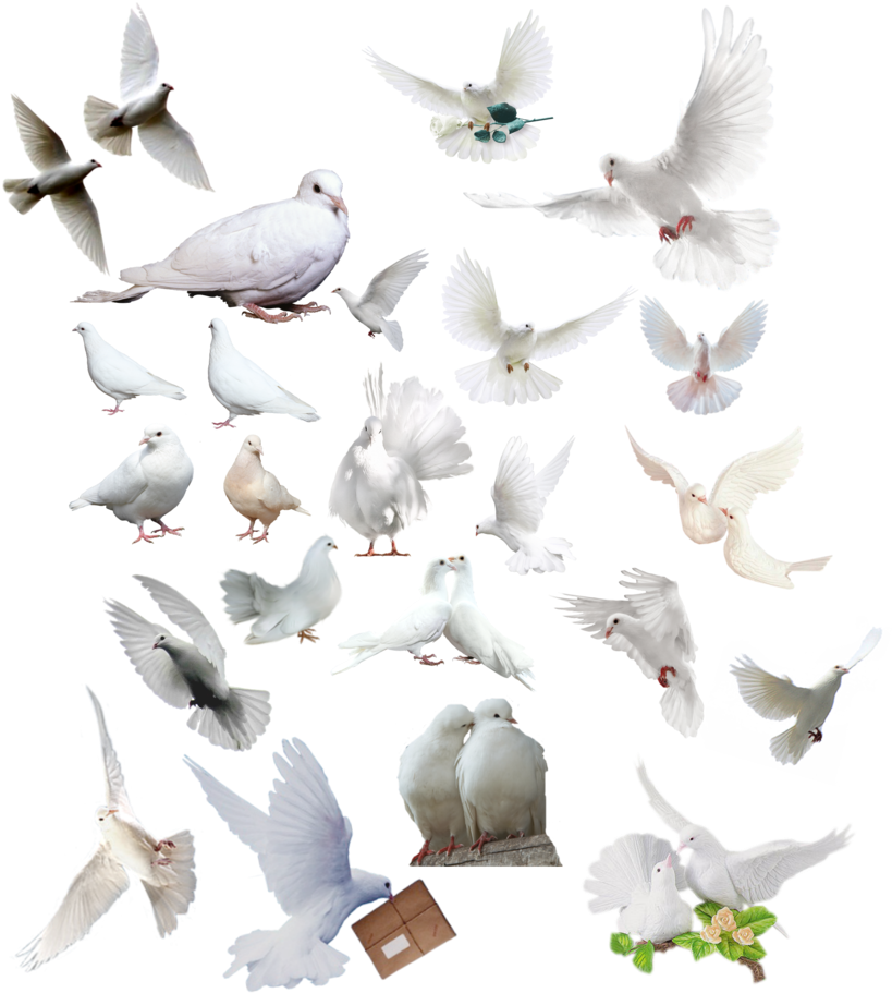 Https - //www - Deviantart - Com/nayareth/art/paloma - Dove (842x948), Png Download