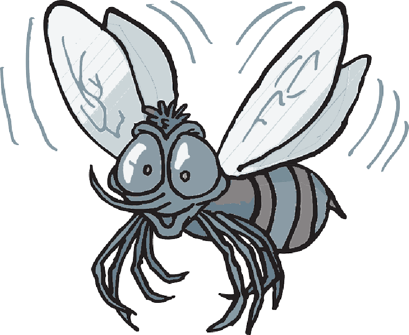 Mb Image/png - Mexican Fruit Fly Cartoon (800x656), Png Download
