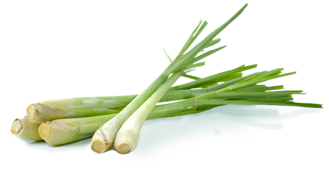 Lemongrass - Lemon Grass Png (472x257), Png Download