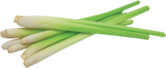 Lemongrass - Lemongrass Png (604x278), Png Download
