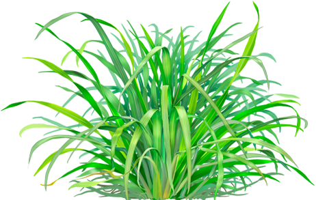 Lemongrass Herbal Supplement - Alvita - Herbal Lemongrass Tea Organic - 24 Tea Bags (500x500), Png Download