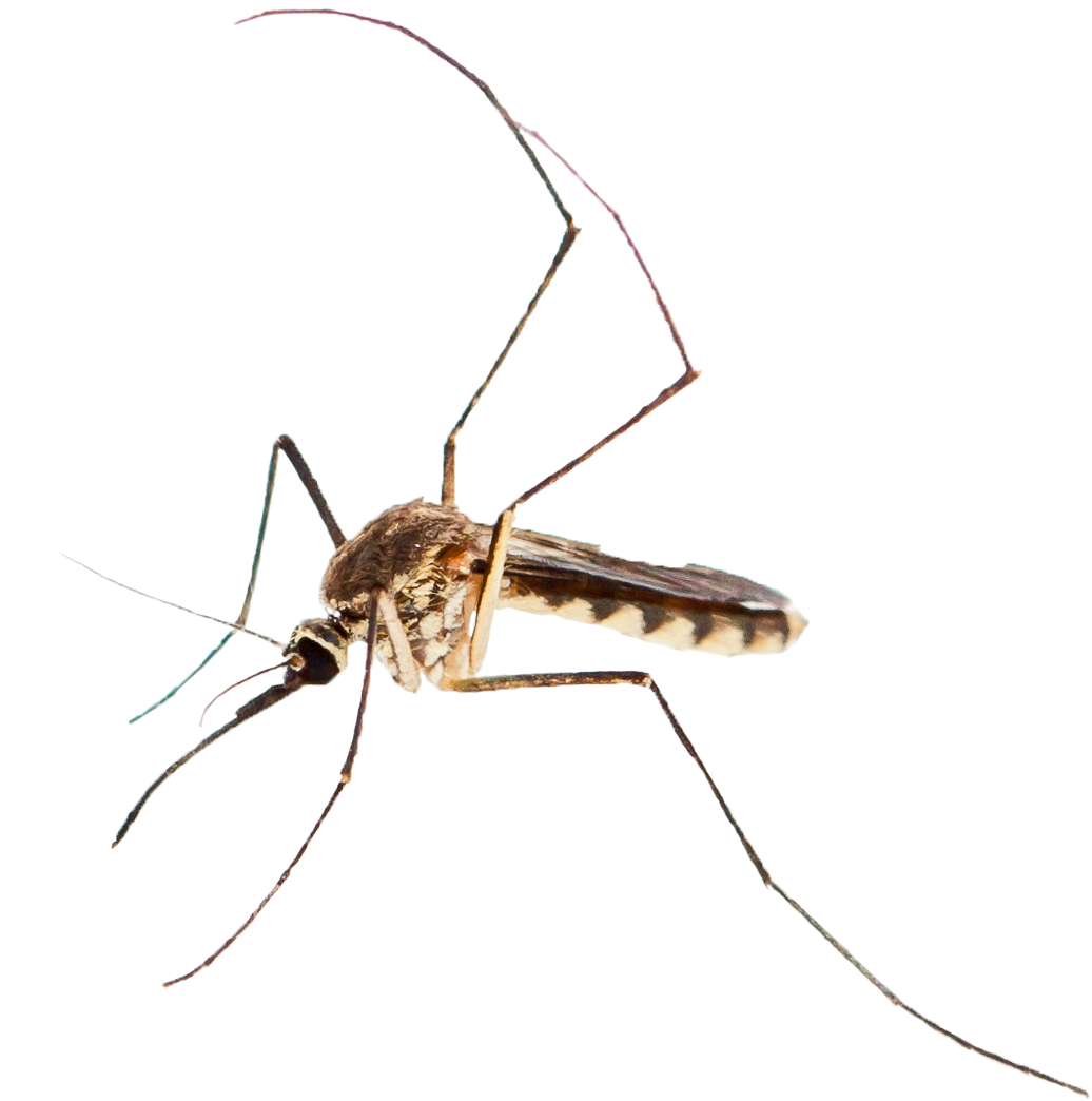 Adobe Mosquito - Mosquito (1053x1096), Png Download
