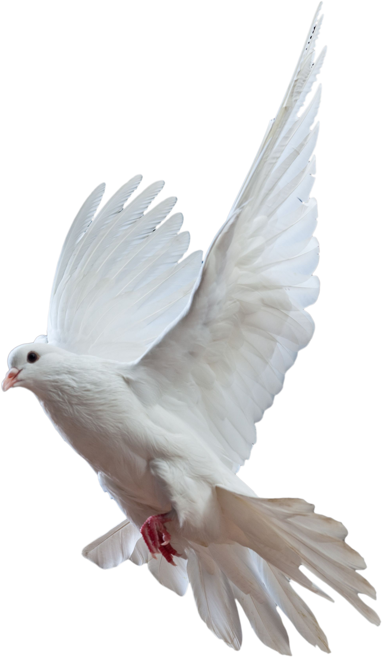 Princesas De Disney Fondo De Pantalla Called Paloma - Dove Flying Png (2500x2500), Png Download