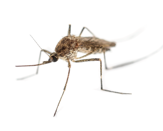 Got A Mosquitoes Problem - Asian Tiger Mosquito (570x570), Png Download