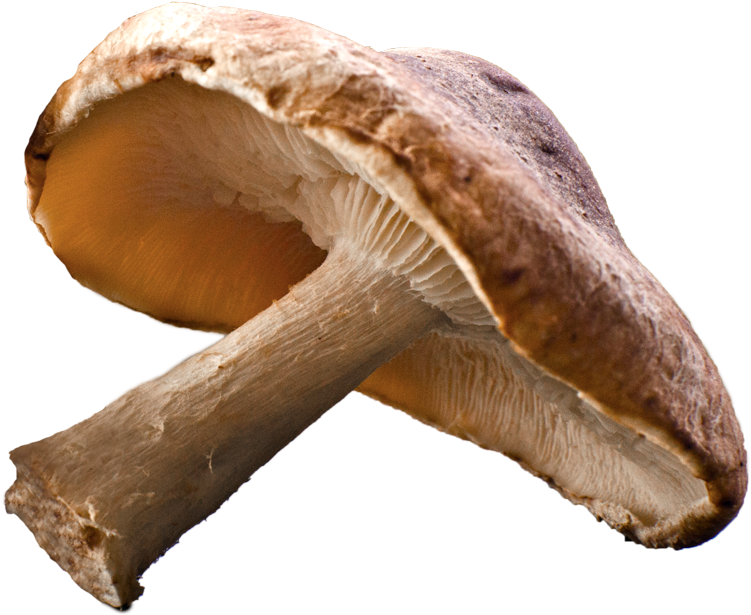 Shiitake Mushroom Png - Fungus (800x800), Png Download