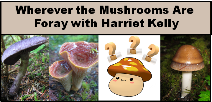 Festival Collection Foray Wherever The Mushrooms Are - Agaric (719x346), Png Download