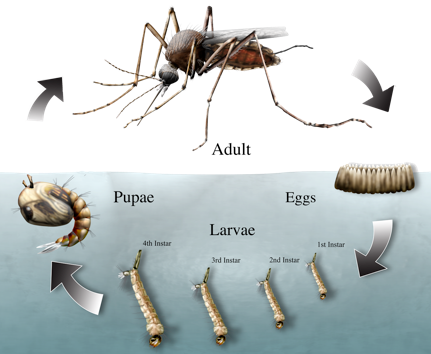 Do Mosquito Larvae Eat (431x354), Png Download