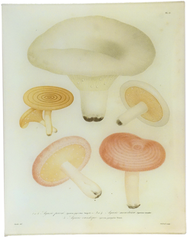 13 - Mushroom (500x500), Png Download