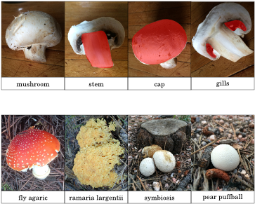 Free Montessori Mushrooms Nomenclature (396x306), Png Download