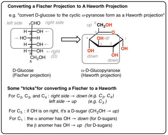 28 Collection Of When Drawing A Fischer Projection - Rutin (577x463), Png Download