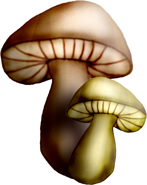 Mushrooms Clipart Oyster Mushroom - Oyster Mushroom (625x787), Png Download
