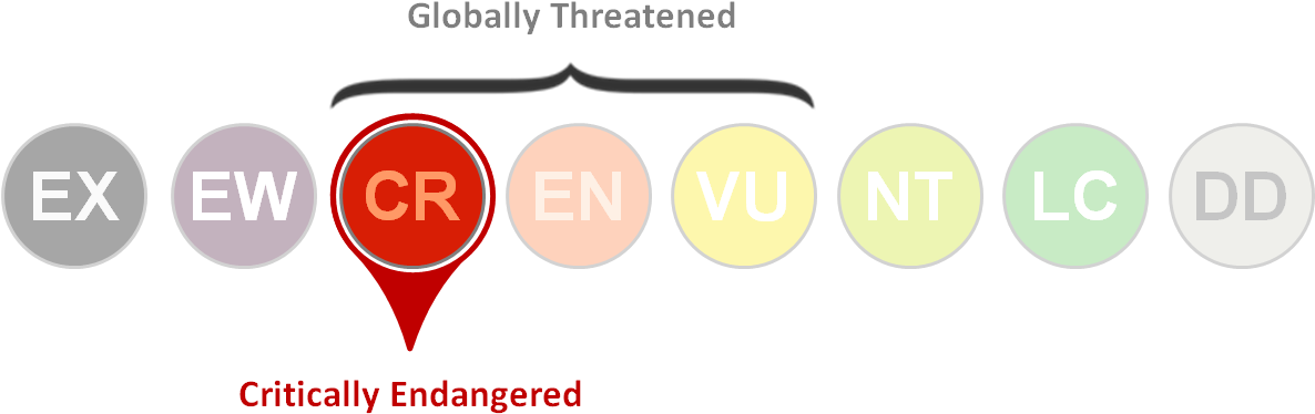 Human (1203x429), Png Download