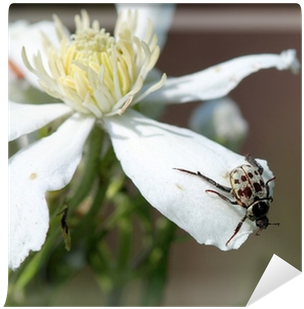 Жук Гоплия Золотистая На Цветке Wall Mural • Pixers® - Windflower (400x400), Png Download