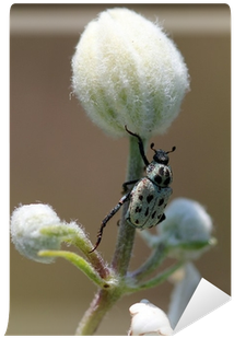 Жук Гоплия Золотистая На Цветке Wall Mural • Pixers® - Twig (400x400), Png Download