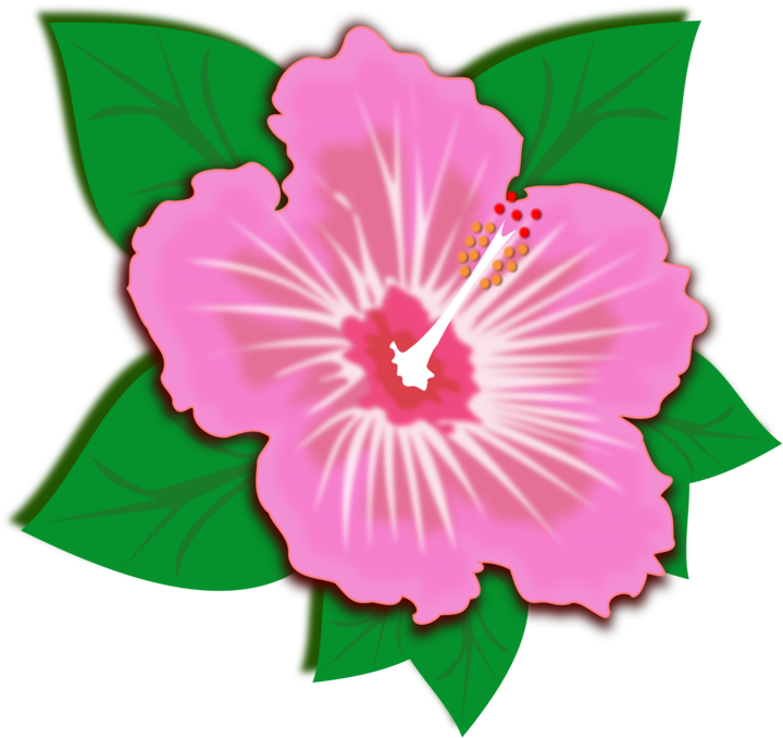 Rosemallows Flower Morning Glory Petal Green - ภาพ ตัด ปะ ดอกไม้ (750x750), Png Download