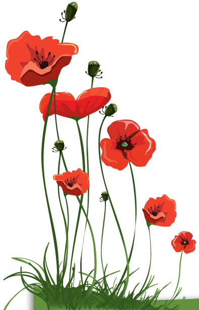 Mr Hobby's Poppies - Poppies Png Transparent (395x615), Png Download