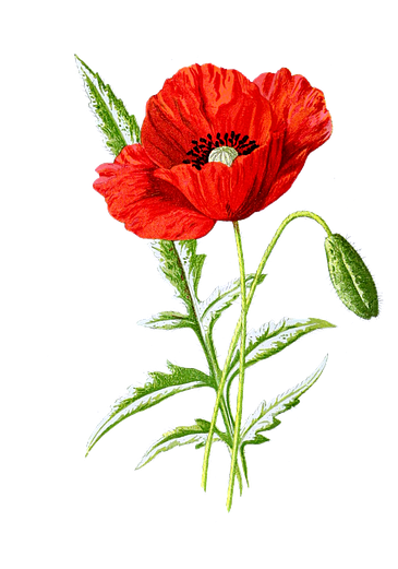 Poppy Flower Botanical Illustration (494x720), Png Download