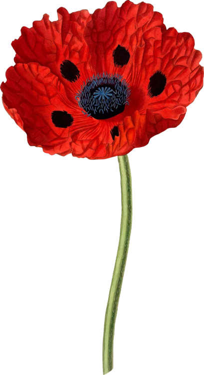 Opium Poppy Common Poppy Papaver Bracteatum Collectanea - Address Book.: Glossy And Soft Cover, Large Print, (409x750), Png Download