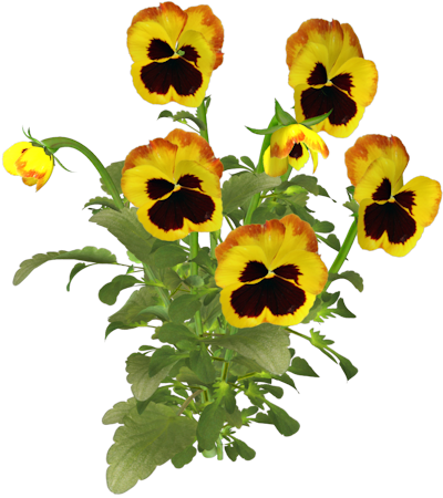 Summer-poppies - Pansies Png (400x450), Png Download
