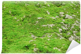 Tropical Green Moss Texture On The Ground Wall Mural - Lawn (400x400), Png Download
