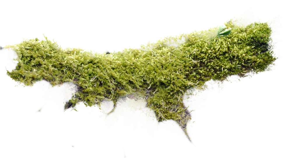 Totalcompfinal - Moss (1000x548), Png Download