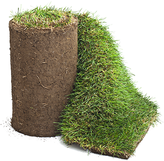 Sod - Gazon Naturel En Rouleau (378x333), Png Download