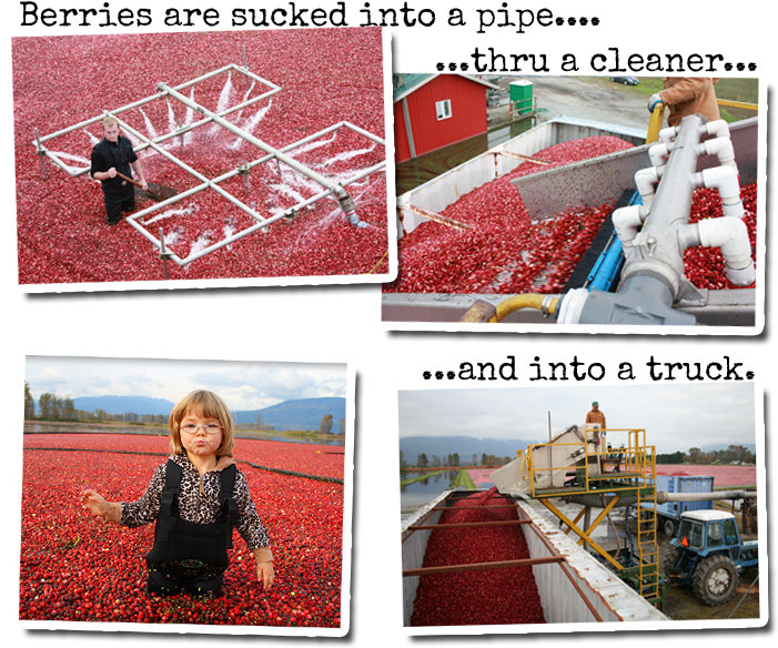 Cranberries 2 - Portable Network Graphics (720x633), Png Download