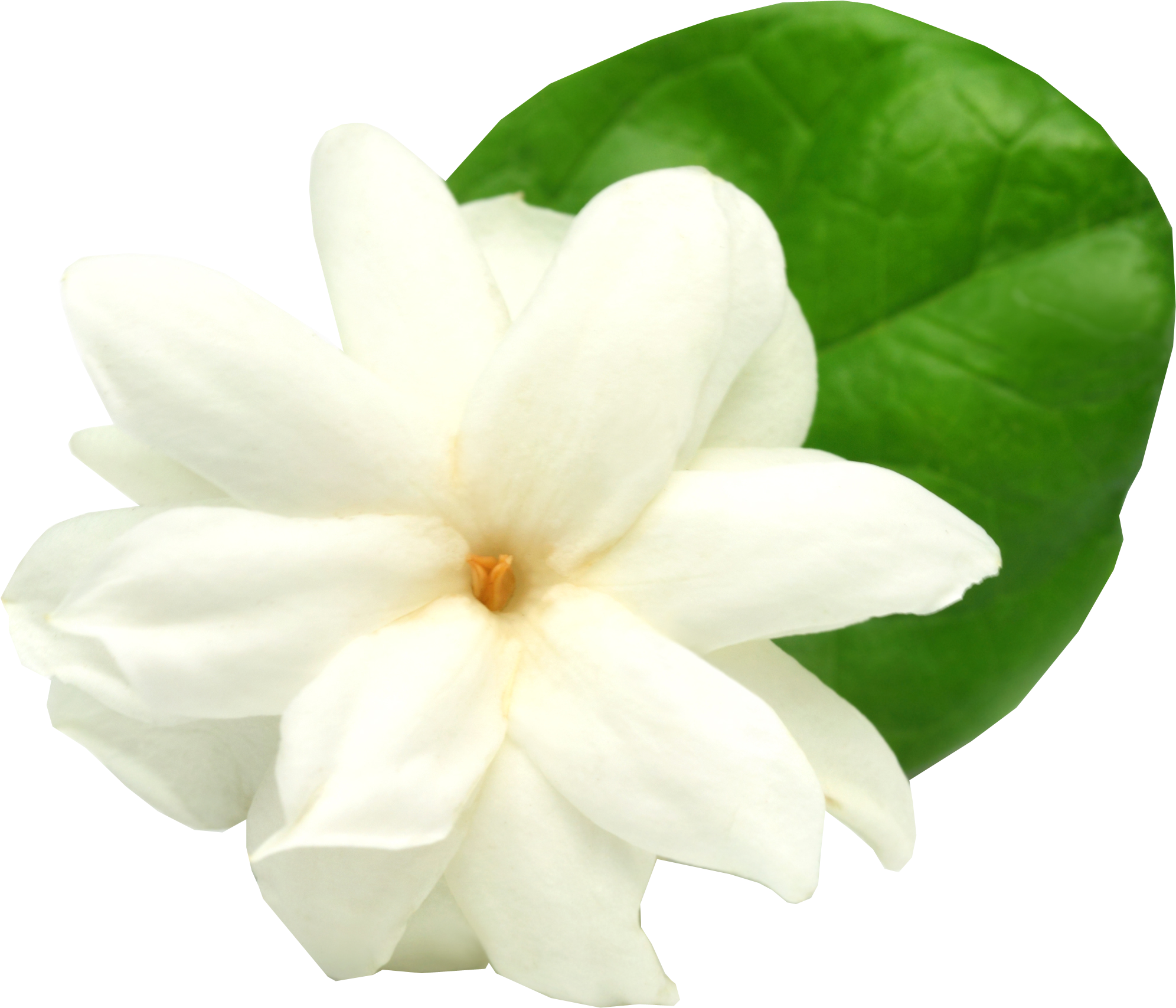 Thai Jasmine Flower Choice Image - Mogra Flower With White Background (2339x1900), Png Download
