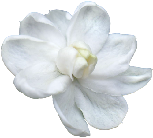 Jasmine Flower Png - Jasmine Flower Images Png (500x449), Png Download