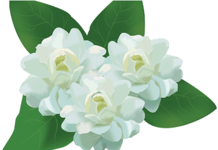Flowers Online - Jasmine Flower Png (450x300), Png Download