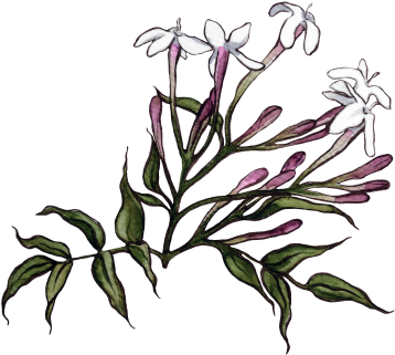 Jasmine Flower Transparent - Portable Network Graphics (500x500), Png Download