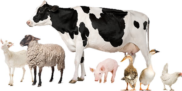 Livestock - Veterinarian Headers (635x348), Png Download