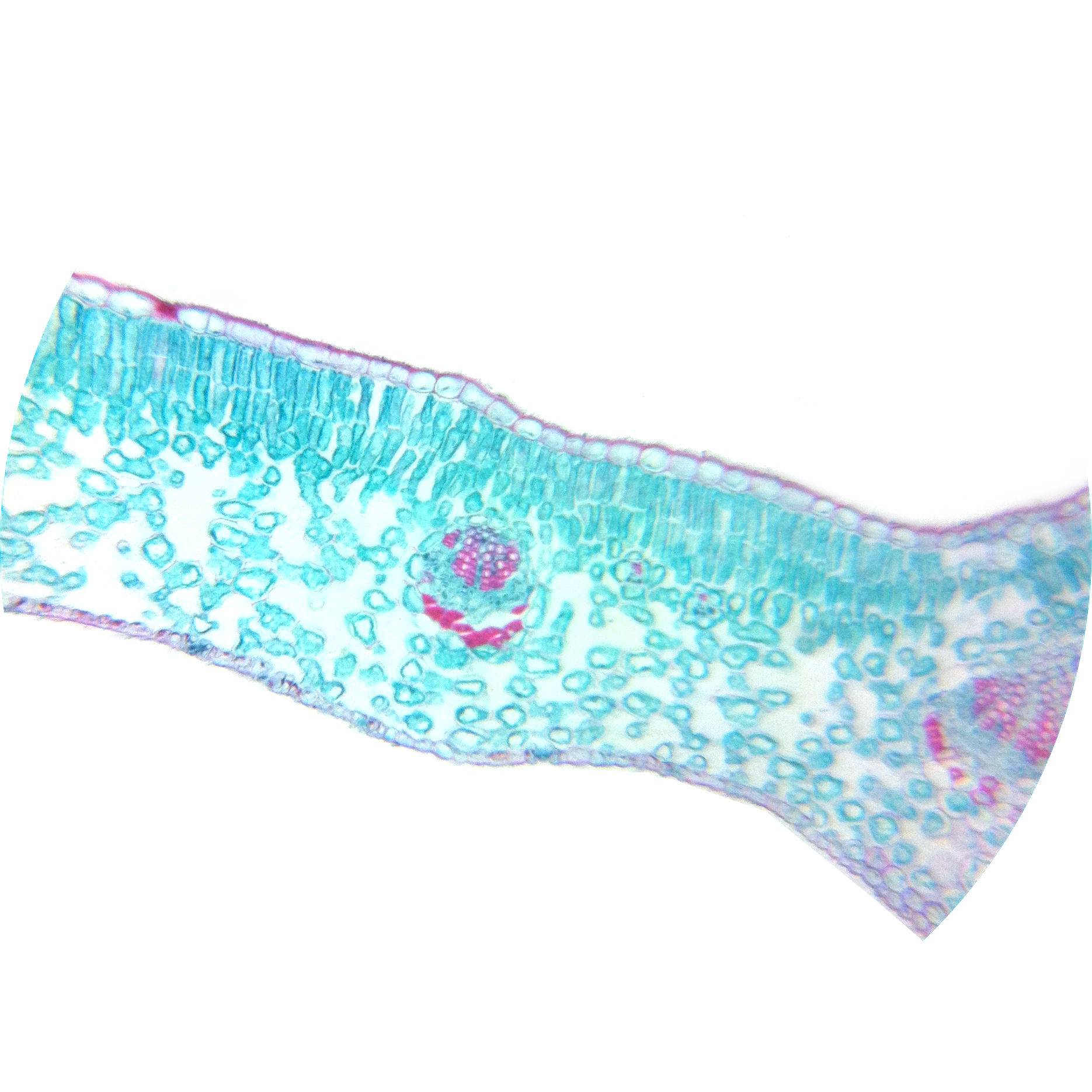 Winter Jasmine Leaf Cross Section - Dicot Leaf Cross Section Microscope (1870x1870), Png Download