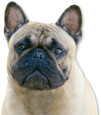 Transfers And Cargo Shipments All Over The World - Dog (1240x544), Png Download