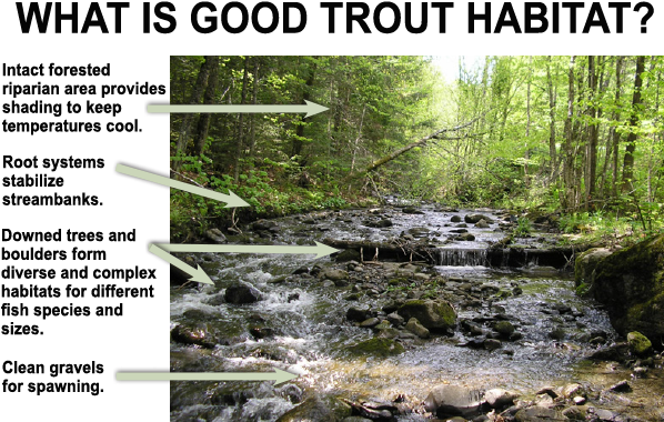 Example Of Good Trout Habitat - Habitat Of A Trout (600x400), Png Download