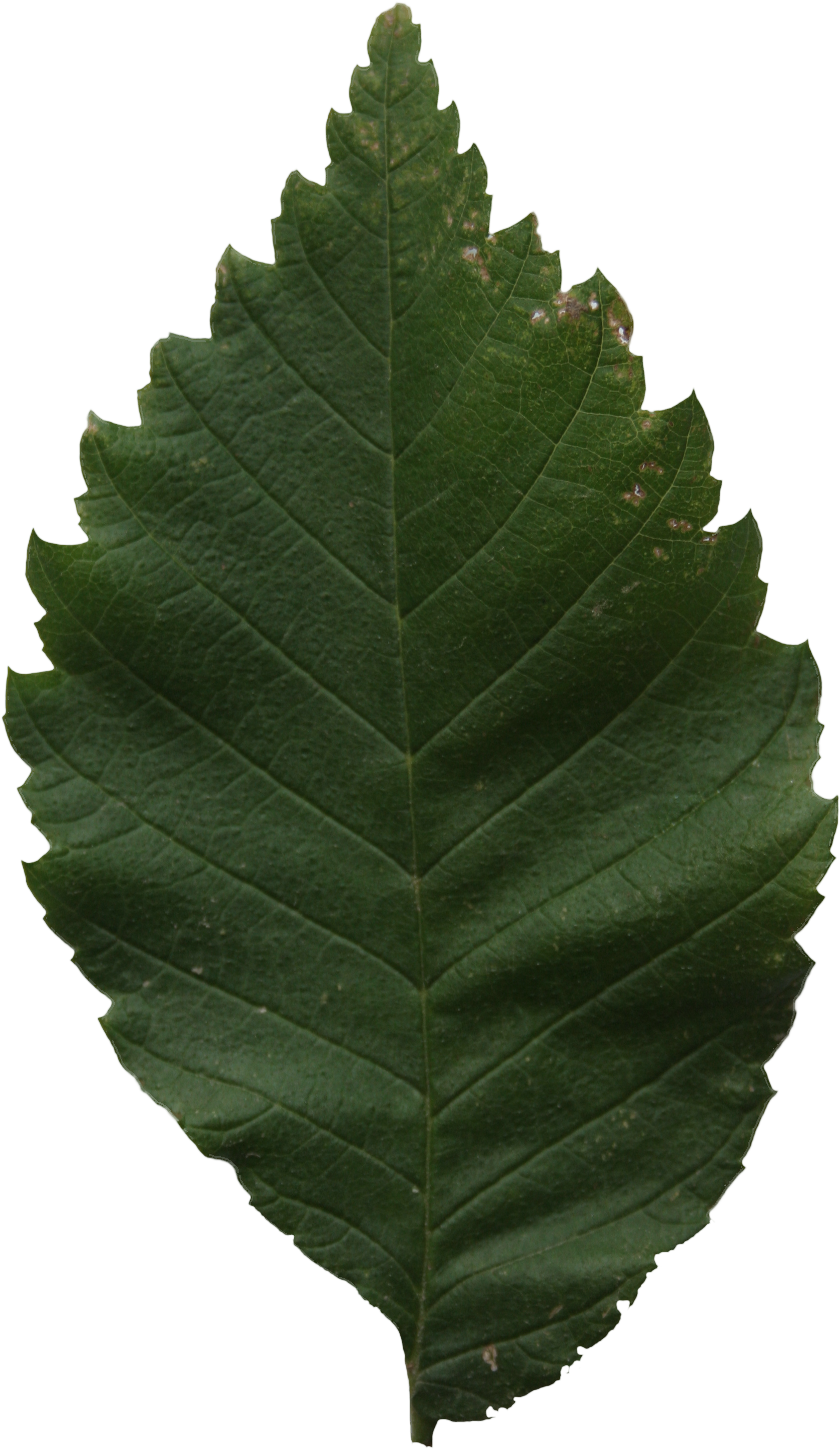 2d Leaves - Tree (2304x3456), Png Download