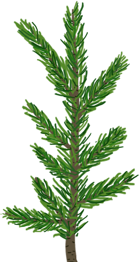 Pine Leaf Png - Pine Tree Leaf Transparent (1024x1024), Png Download