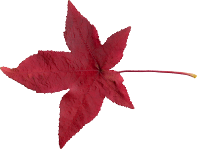 Mainpicture - Red Leaf Texture Png (400x304), Png Download