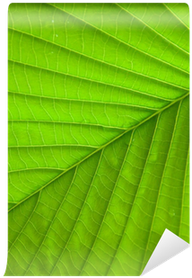 Maple Leaf (400x400), Png Download