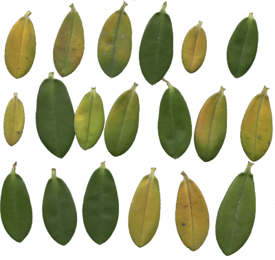 Mainpicture - Adobe Photoshop (400x379), Png Download