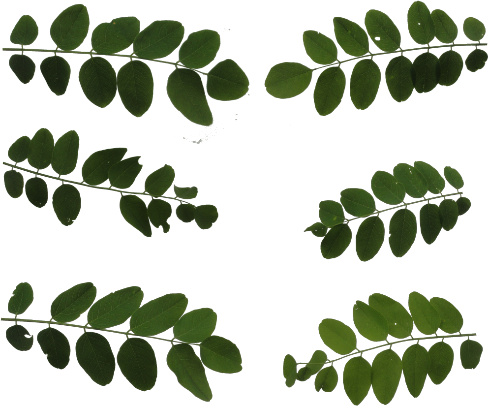 Merricksdad's Texture Packs - Leaf Billboard Texture (1024x1024), Png Download