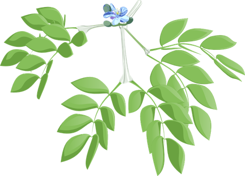 Basil Vector Holy - Euclidean Vector (486x350), Png Download