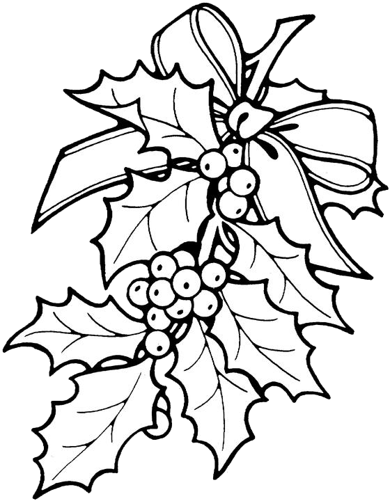 Alluring Christmas Holly Drawings Wellsuited Coloring - Disegni Natalizi Da Colorare (560x720), Png Download