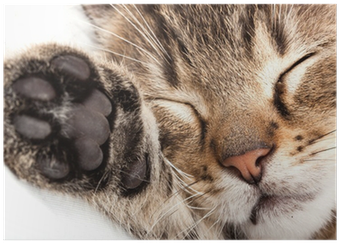 Sleeping Cat (400x400), Png Download