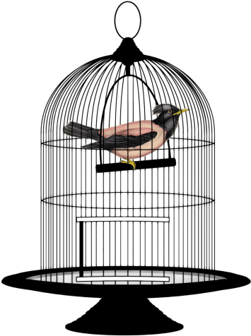 Bird Cage Png Transparent Image - Bird In Cage Png (500x541), Png Download