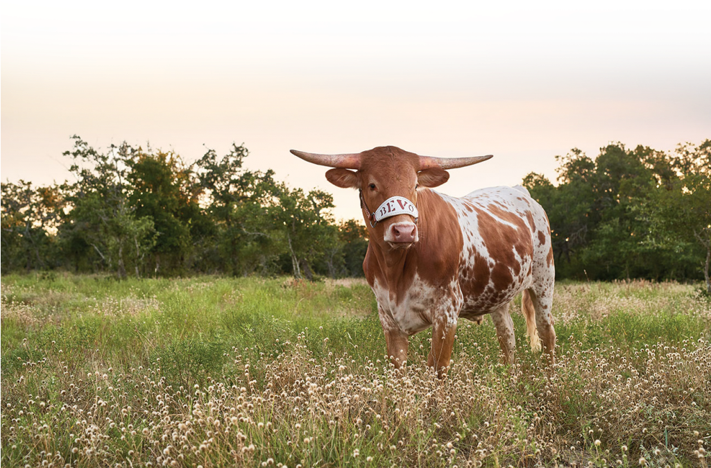 Watch The Horns Take On The Wildcats On The Taproom - Bevo Xv (1024x684), Png Download