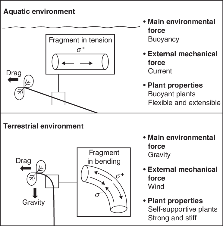 Schematic Overview Of The Main Forces And Stresses - Diagram (740x751), Png Download