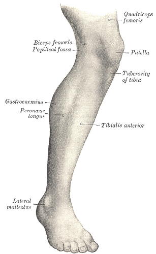 Muscle Shadows - Extensor Surface Of Leg (307x500), Png Download