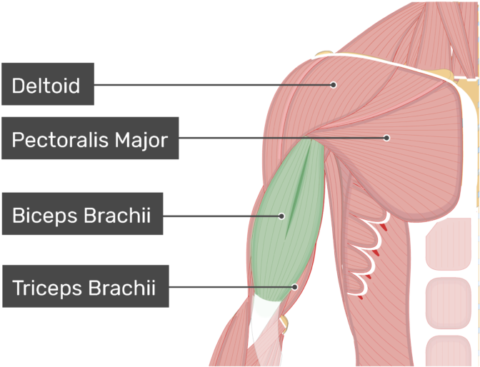 An Anterior View Of The Arm Muscles With Labels For - Biceps Brachii Muscle (770x550), Png Download